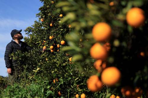 US tariffs on South Africa set to hit white farmers Trump has embraced